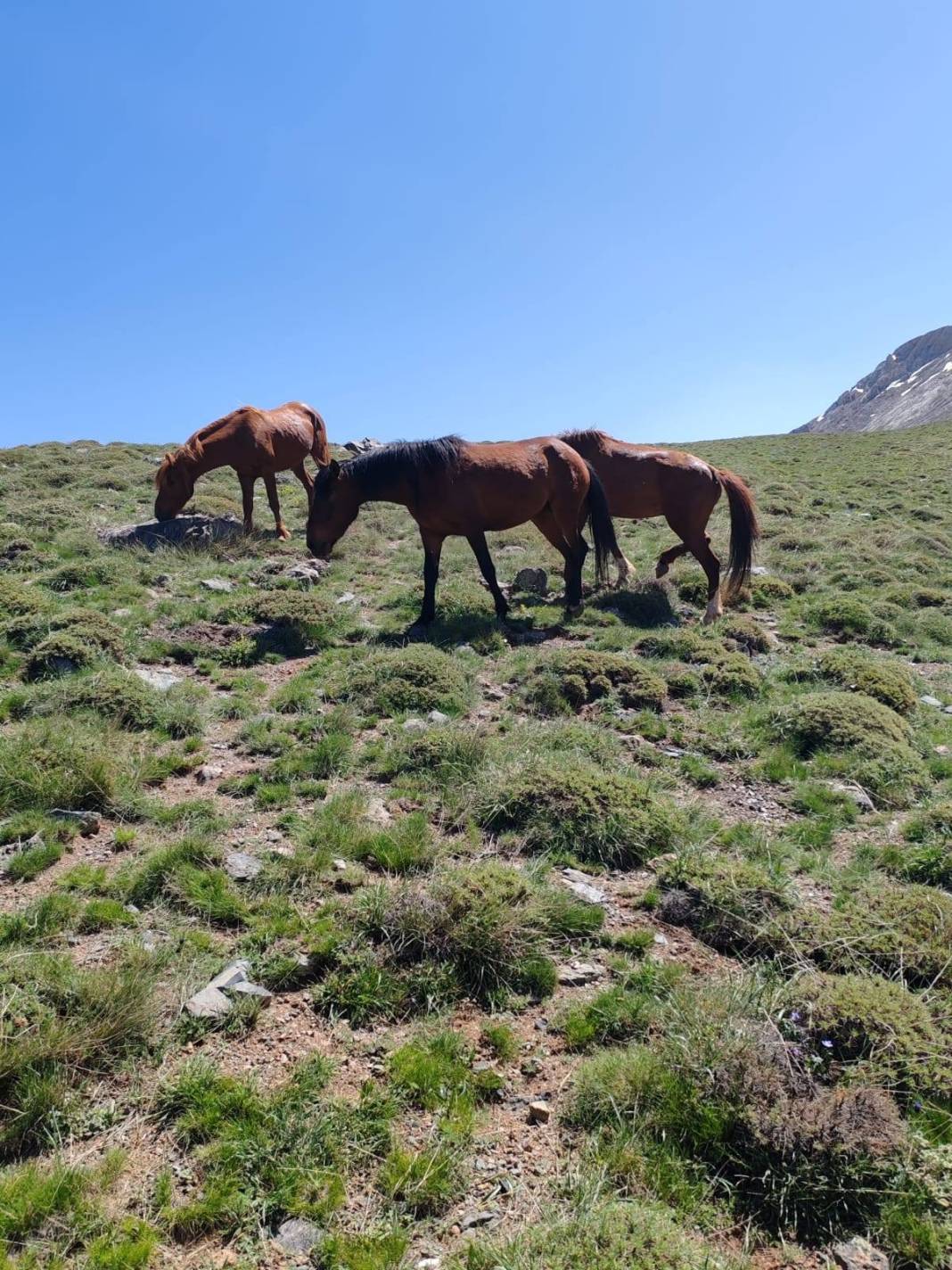 Konya’da doğanın özgür ruhu! Yılkı atları yakından görüntülendi 13